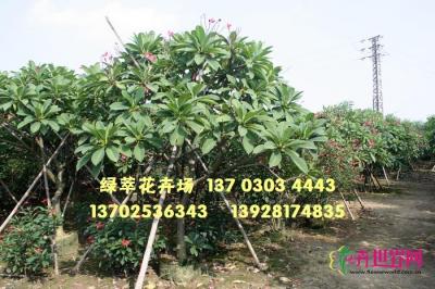 红花鸡蛋花