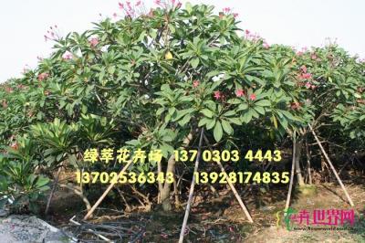 红花鸡蛋花