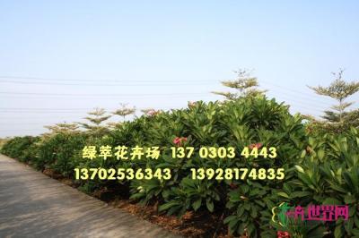 红花鸡蛋花