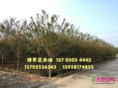 小叶紫薇