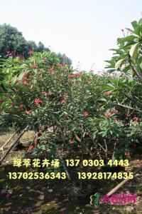 红珊瑚